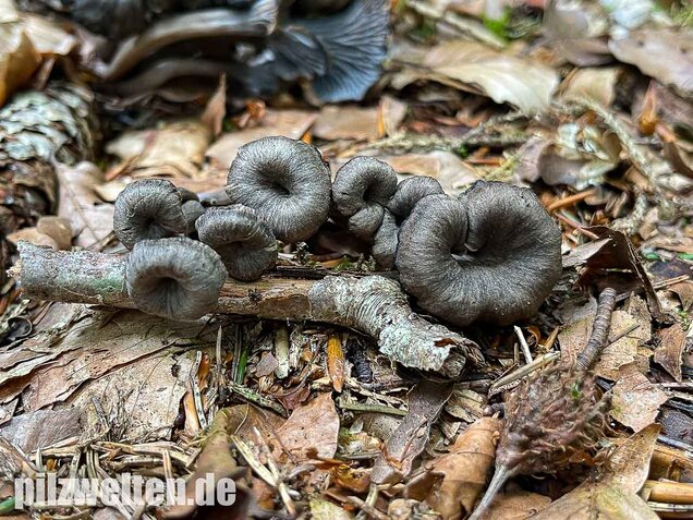 Grauer Pfifferling, Craterellus cinereus