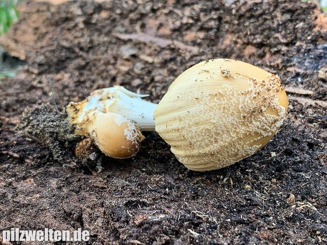 Haustintling, Coprinellus domesticus