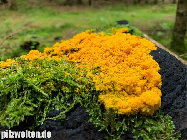 Hexenbutter, Fuligo septica