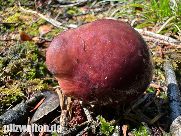 Hohlstieltäubling, Weißtannentäubling, Russula cavipes