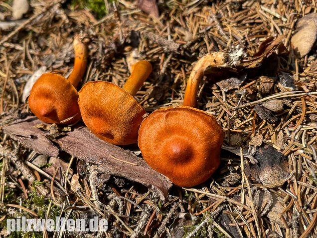 Kupferroter Hautkopf, Cortinarius uliginosus