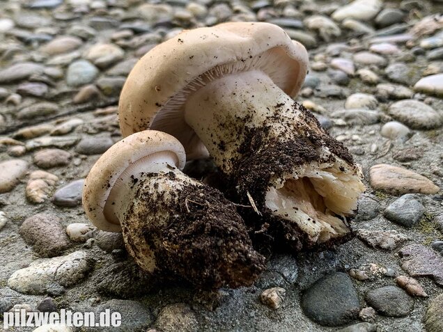Mairitterling, Georgsritterling, Calocybe gambosa
