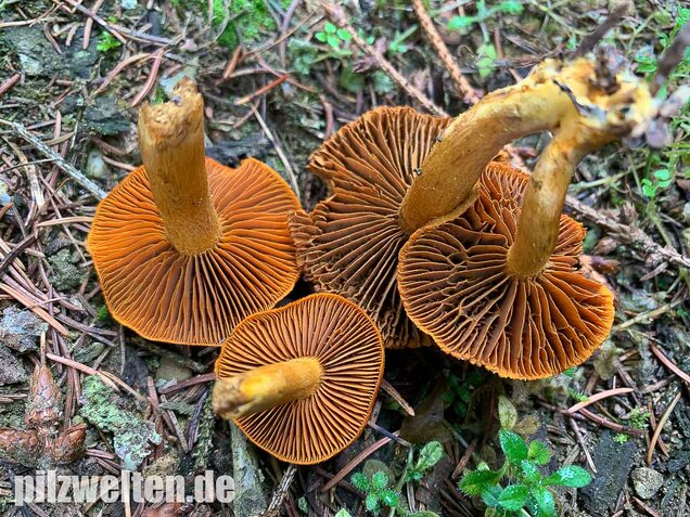 Orangefuchsiger Raukopf, Cortinarius orellanus