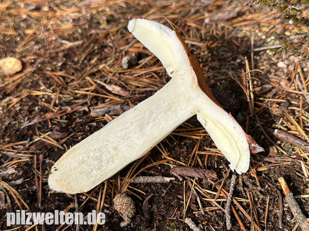 Orangeroter Graustieltäubling, Orangeroter Moor-Täubling, Russula decolorans