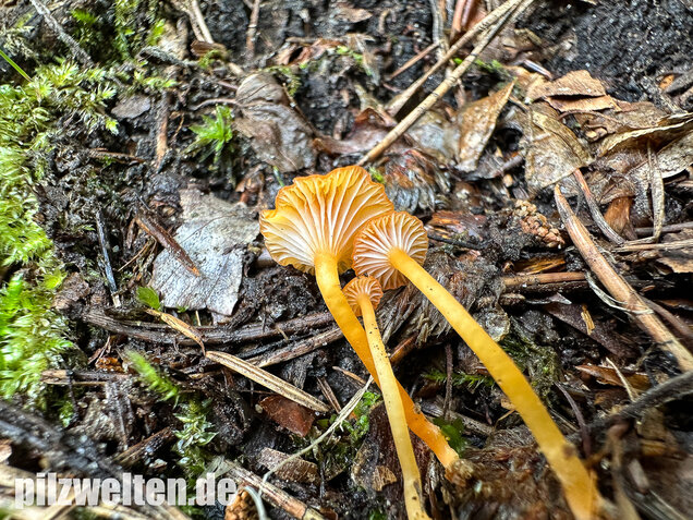 Orangeroter Heftelnabeling, Gelber Moosnabeling, Rickenella fibula