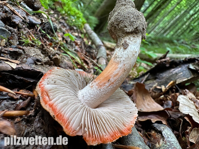 Rötender Risspilz, Schamroter Risspilz, Inocybe godeyi