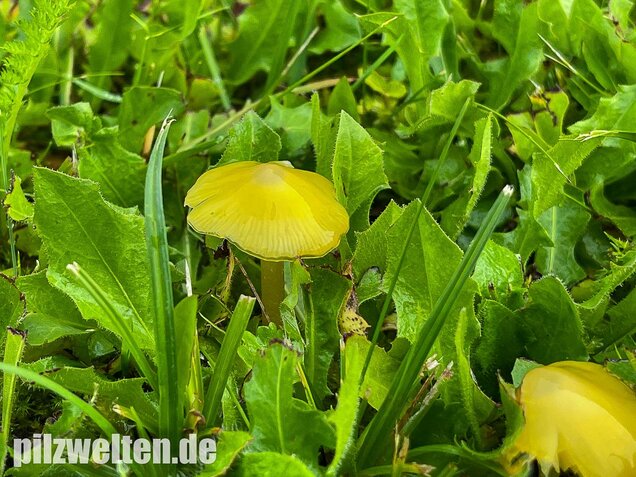 Safrangelber Saftling, Hygrocybe acutoconica