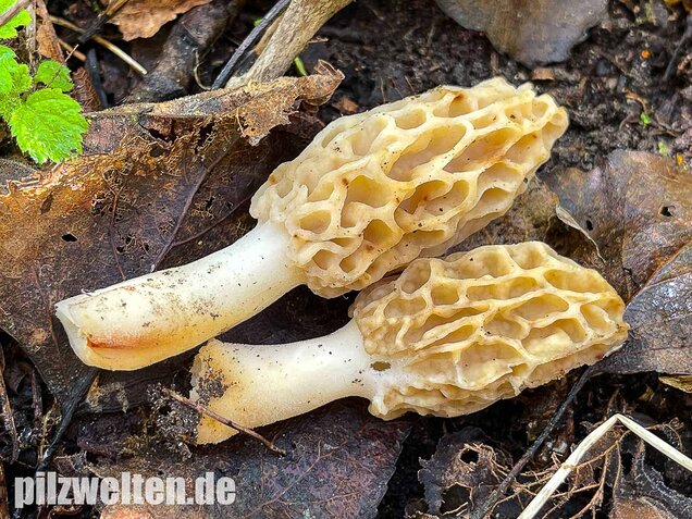 Speisemorchel, Morchella esculenta