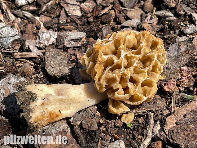Speisemorchel, Morchella esculenta