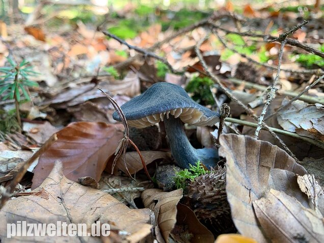 Stahlblauer Rötling, Entoloma nitidum