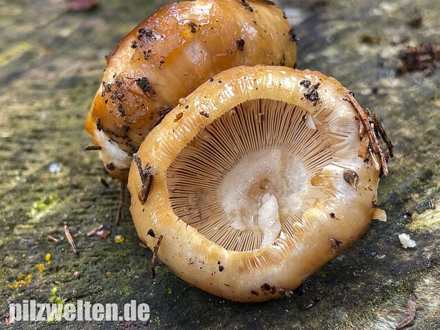Stinktäubling, Russula foetens
