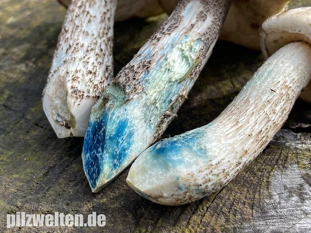 Vielverfärbender Birkenpilz, Leccinum variicolor