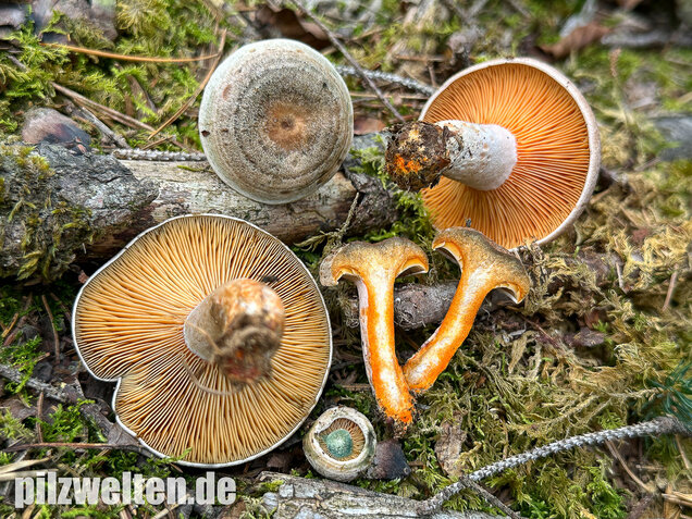 Wechselblauer Edelreizker, Lactarius quieticolor