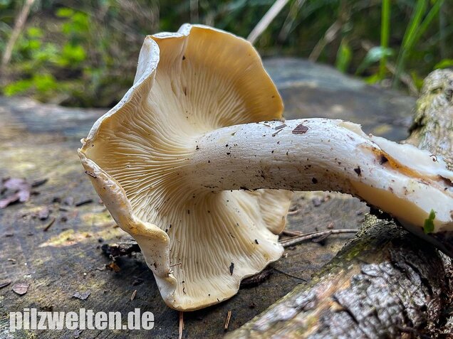 Weißer Büschelrasling, Leucocybe connata