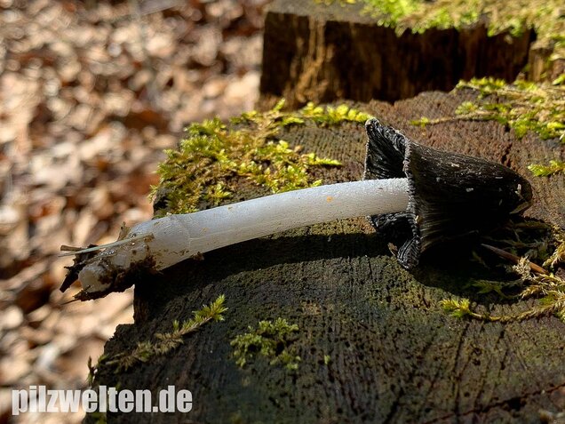 Wollstieliger Dungtintling, Coprinopsis cinerea