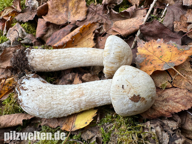 Wollstieliger Raufußröhrling (weiße Form), Leccinum cyaneobasileucum