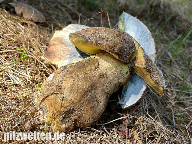 Wurzelnder Bitterröhrling, Caloboletus radicans