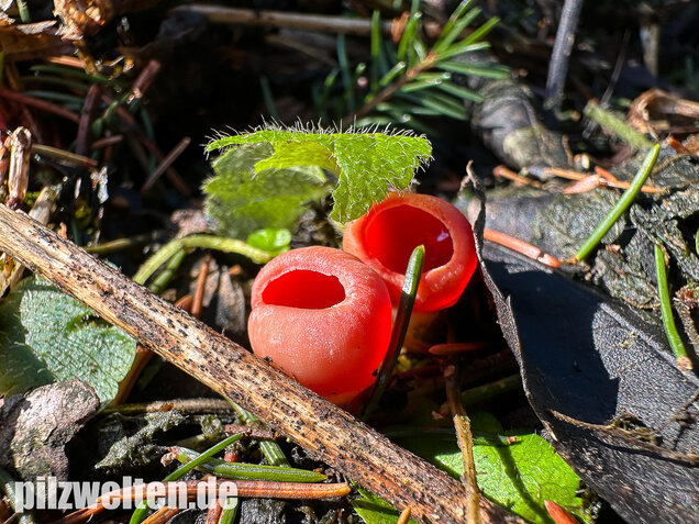 Scharlachroter Kelchbecherling, Österreichischer Prachtbecherling, Sarcoscypha austriaca & coccinea