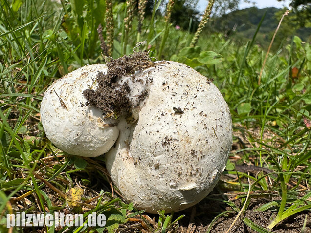 Bleigrauer Zwergbovist, Bleibovist, Bovista plumbea