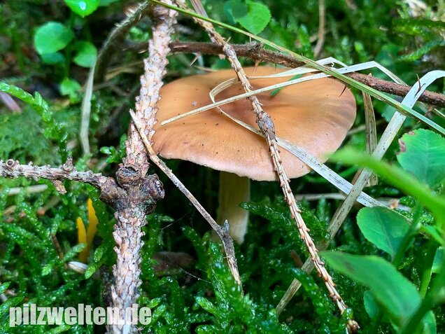 Brennender Rübling, Gymnopus peronatus