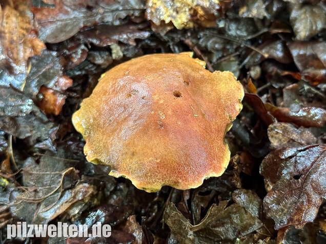 Eichenfilzröhrling, Hortiboletus engelii