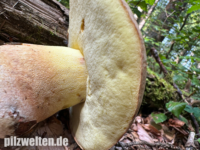 Nadelwald Anhängselröhrling, Gelber Steinpilz, Butyriboletus subappendiculatus