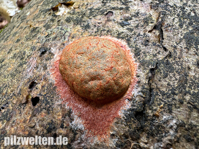 Gelboranger Schleimpilz, Rotoranger Schleimpilz, Fuligo leviderma