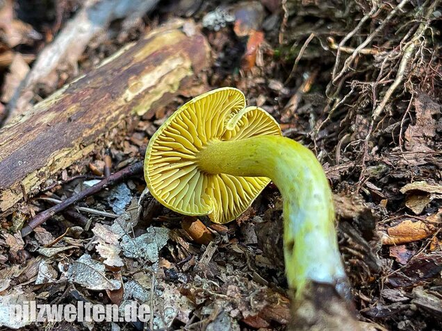Gemeiner Schwefelritterling, Tricholoma sulphureum