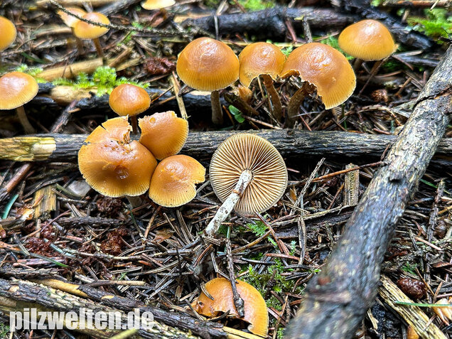 Gifthäubling, Nadelholzgifthäubling, Galerina marginata