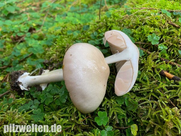 Großer Scheidling, Volvopluteus gloiocephalus