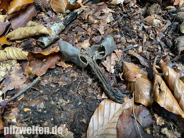 Grubenlorchel, Helvella lacunosa