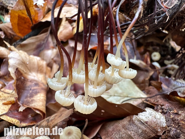 Halsbandschwindling, Marasmius rotula