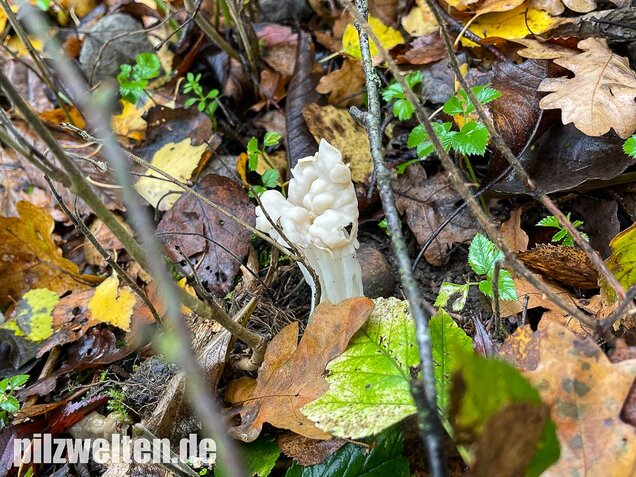 Herbstlorchel, Helvella crispa