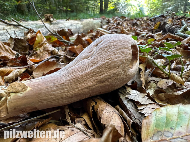 Herkuleskeule, Riesenkeule, Clavariadelphus pistillaris