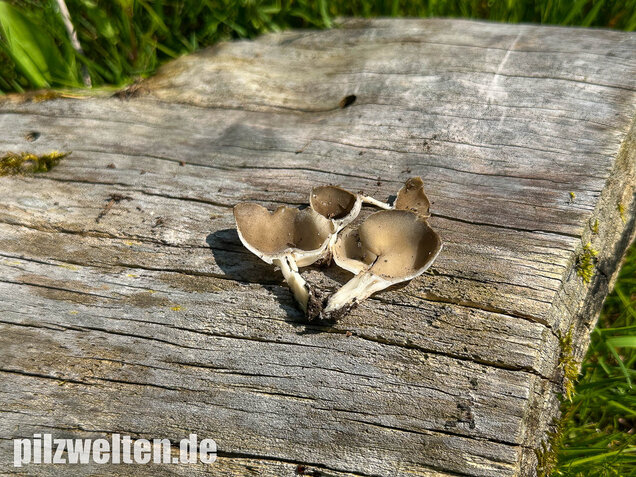 Kleine Becherlorchel, Dissingia confusa
