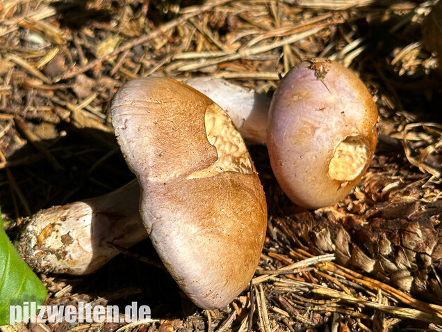 Verfärbender Schleimkopf, Cortinarius largus