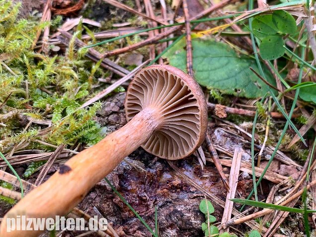 Kupferroter Gelbfuß, Chroogomphus rutilus
