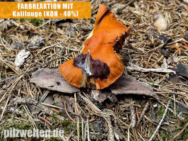 Kupferroter Hautkopf, Cortinarius uliginosus