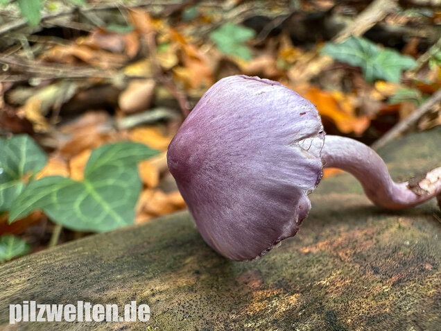 Violetter Risspilz, Lilaseidiger Risspilz, Inocybe violacea