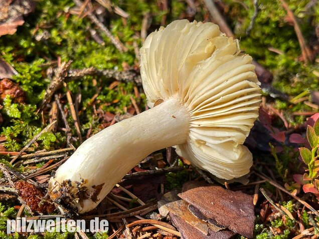 Milder Wachstäubling, Mädchentäubling, Russula puellaris