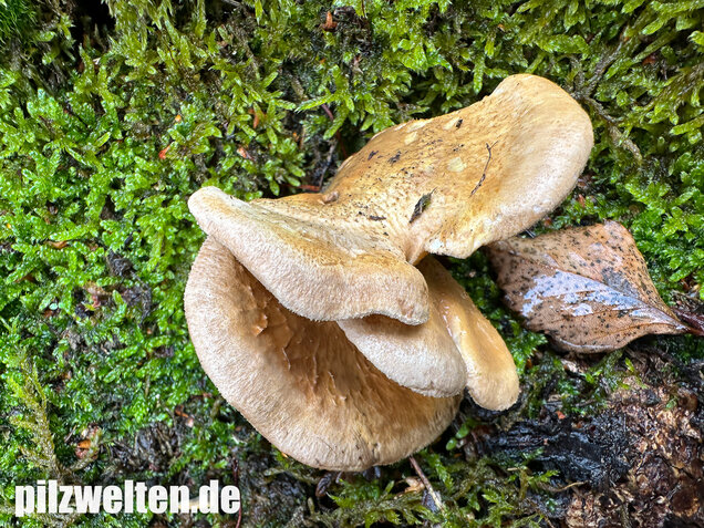 Muschelkrempling, Grubenschwamm, Tapinella panuoides