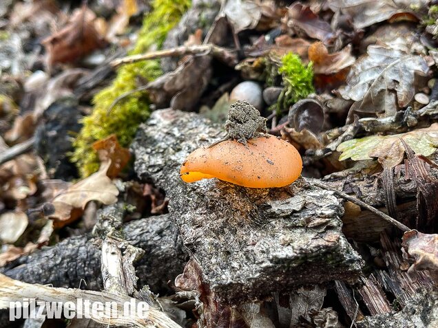 Orangebecherling, Aleuria aurantia