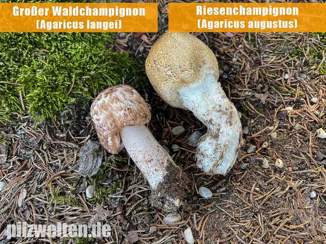 Großer Waldchampignon, Agaricus langei