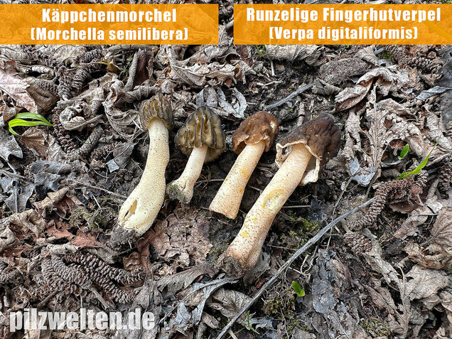 Käppchenmorchel, Morchella semilibera