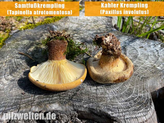 Kahler Krempling, Paxillus involutus