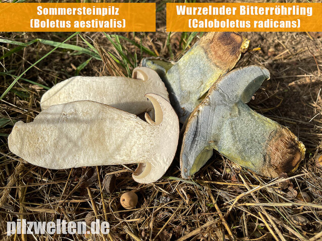 Wurzelnder Bitterröhrling, Caloboletus radicans