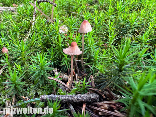 Purpurschneidiger Bluthelmling, Kleiner Bluthelmling, Mycena sanguinolenta