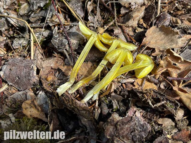 Safrangelber Saftling, Hygrocybe acutoconica