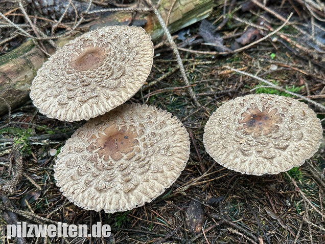 Olivbrauner Safranschirmling, Wald-Safranschirmling, Chlorophyllum olivieri