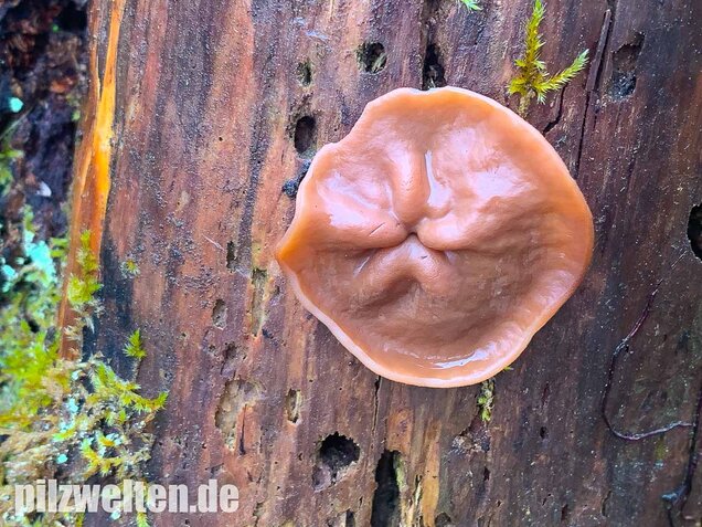 Scheibchenlorchel, Gyromitra ancilis
